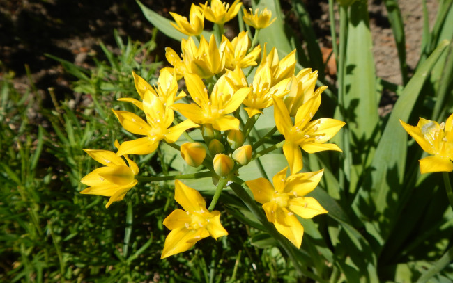 Обои картинки фото цветы, лилии,  лилейники, флора