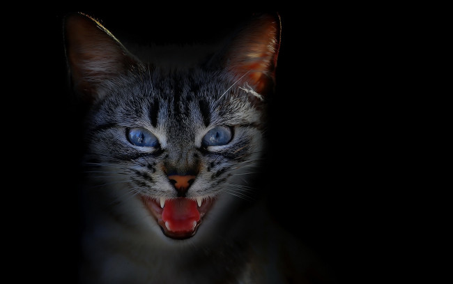 Обои картинки фото кот, животные, коты