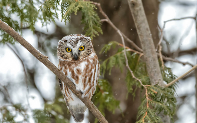 Обои картинки фото животные, совы, птица, сова, дерево