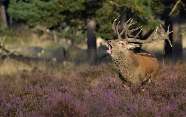 Обои картинки фото животные, олени, поляна, деревья, трава, рога, рев, олень