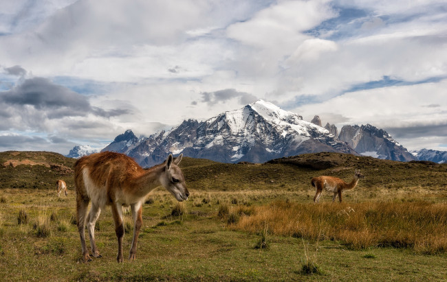 Обои картинки фото животные, ламы, torres, del, paine, chile
