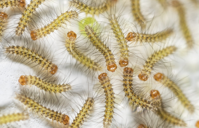 Обои картинки фото животные, гусеницы