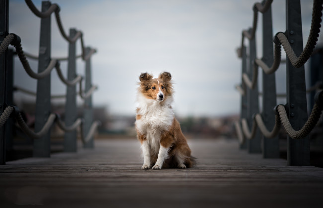 Обои картинки фото животные, собаки, пес