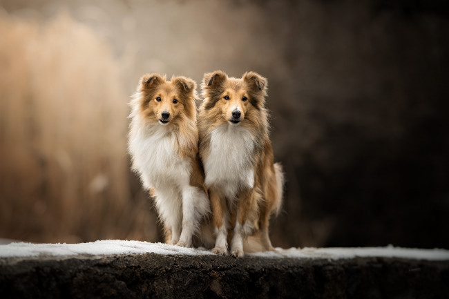 Обои картинки фото животные, собаки, пес