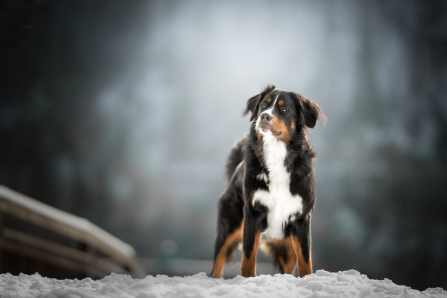 Обои картинки фото животные, собаки, пес