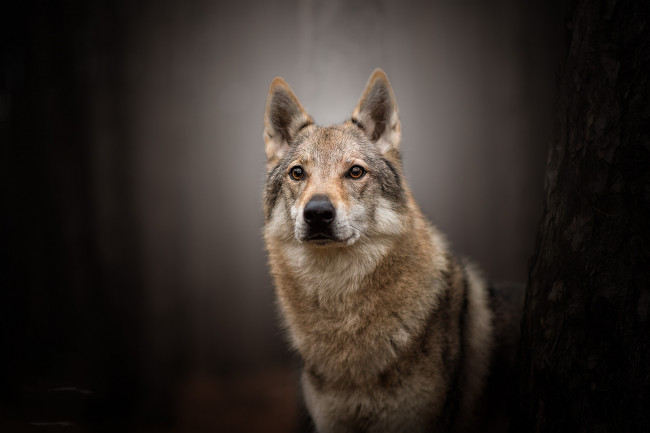 Обои картинки фото животные, собаки, пес