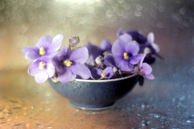 Обои картинки фото цветы, фиалки, боке