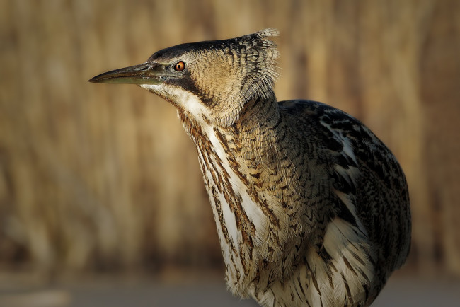 Обои картинки фото животные, цапли,  выпи, птица