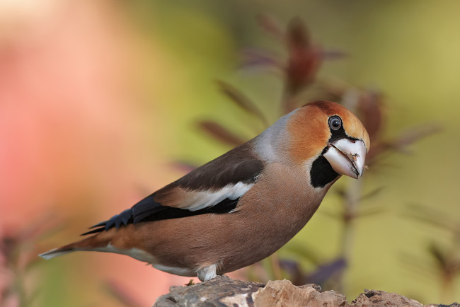 Обои картинки фото животные, птицы, птица