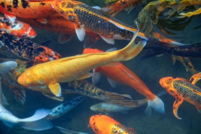 Обои картинки фото животные, рыбы