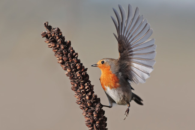 Обои картинки фото животные, синицы,  лазоревки, птица