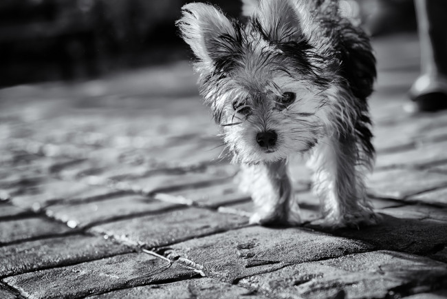 Обои картинки фото животные, собаки, собака