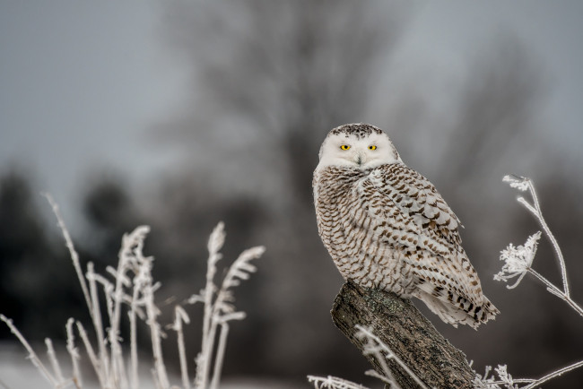 Обои картинки фото животные, совы, птица, сова, бревно