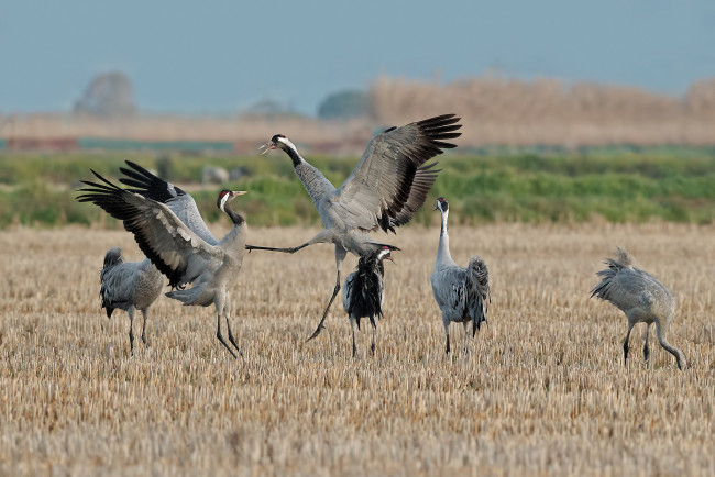 Обои картинки фото животные, журавли