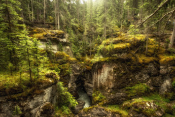 Картинка природа лес простор