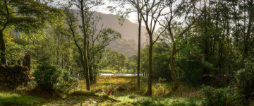 Картинка природа лес простор