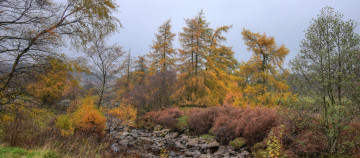 Картинка природа лес простор