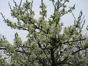 Картинка цветы цветущие+деревья+ +кустарники весна 2018 апрель