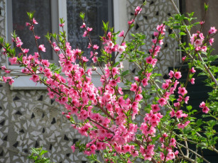 Картинка цветы цветущие+деревья+ +кустарники весна 2018 апрель