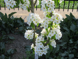 Картинка цветы цветущие+деревья+ +кустарники весна 2018 апрель