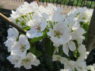 Картинка цветы цветущие+деревья+ +кустарники весна 2018 апрель