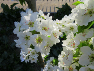 Картинка цветы цветущие+деревья+ +кустарники весна 2018 апрель