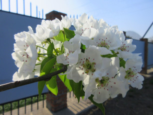 Картинка цветы цветущие+деревья+ +кустарники весна 2018 апрель