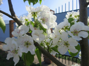 Картинка цветы цветущие+деревья+ +кустарники весна 2018 апрель