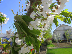 Картинка цветы цветущие+деревья+ +кустарники весна 2018 апрель