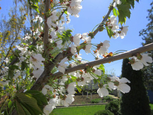 Картинка цветы цветущие+деревья+ +кустарники весна 2018 апрель