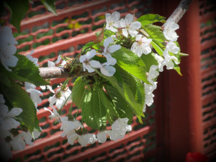 Картинка цветы цветущие+деревья+ +кустарники весна 2018 апрель