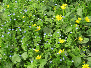 Картинка цветы луговые+ полевые +цветы весна 2018 апрель