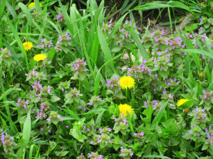 Картинка цветы луговые+ полевые +цветы весна 2018 апрель