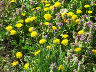 Картинка цветы луговые+ полевые +цветы весна 2018 апрель