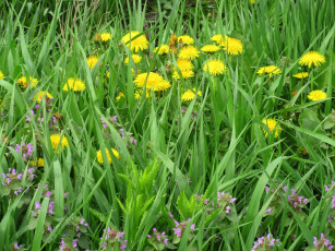 Картинка цветы одуванчики весна 2018 апрель