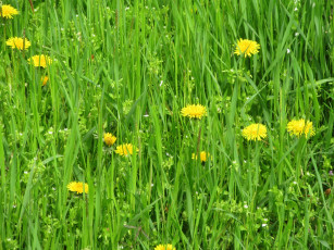 Картинка цветы одуванчики весна 2018 апрель