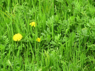 Картинка цветы одуванчики весна 2018 апрель