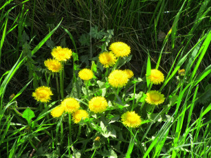 Картинка цветы одуванчики весна 2018 апрель