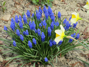 Картинка цветы разные+вместе весна 2018 апрель