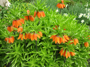 Картинка цветы рябчики весна 2018 апрель