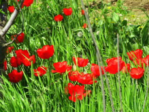 Картинка цветы тюльпаны весна 2018 апрель