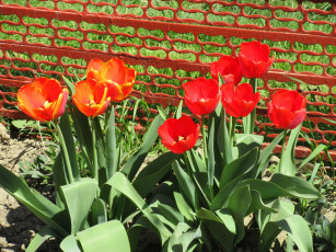 Картинка цветы тюльпаны весна 2018 апрель