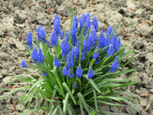 Картинка цветы весна 2018 апрель