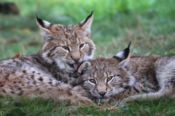 Картинка рыси животные хищники пара