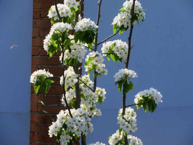 Обои картинки фото цветы, цветущие деревья ,  кустарники, весна, 2018, апрель