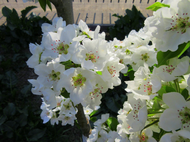 Обои картинки фото цветы, цветущие деревья ,  кустарники, весна, 2018, апрель