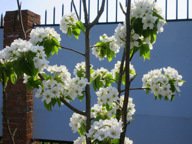 Обои картинки фото цветы, цветущие деревья ,  кустарники, весна, 2018, апрель