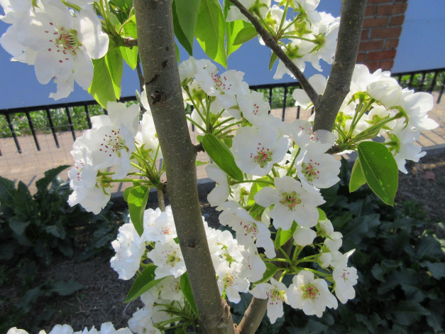 Обои картинки фото цветы, цветущие деревья ,  кустарники, весна, 2018, апрель