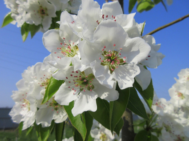 Обои картинки фото цветы, цветущие деревья ,  кустарники, весна, 2018, апрель