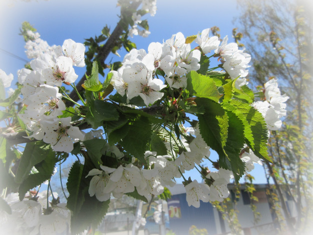 Обои картинки фото цветы, цветущие деревья ,  кустарники, весна, 2018, апрель